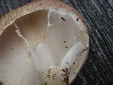 Echinoderma asperum image