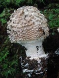 Echinoderma asperum image