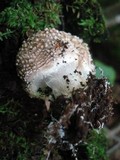 Echinoderma asperum image