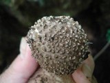 Echinoderma asperum image