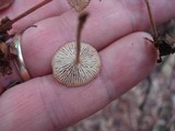 Gymnopus subnudus image
