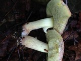 Boletus subglabripes image