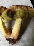 Boletus subglabripes image