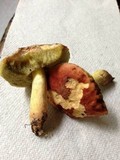 Boletus subglabripes image
