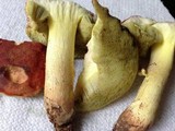 Boletus subglabripes image