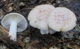 Lactarius chrysorrheus image