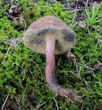 Boletus chrysenteron image