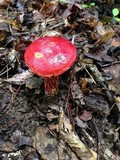 Boletus frostii image