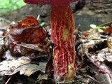 Boletus frostii image
