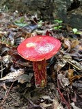 Boletus frostii image
