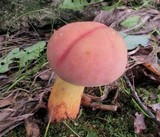 Boletus miniatopallescens image