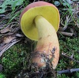 Boletus miniatopallescens image