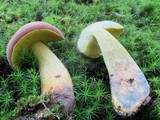 Boletus miniatopallescens image