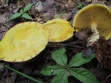 Suillus americanus image