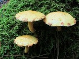 Suillus americanus image