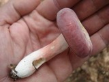 Russula mariae image