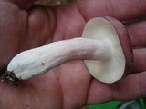 Russula mariae image