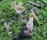 Helvella crispa image