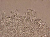 Flammulaster fusisporus image