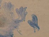 Flammulaster fusisporus image
