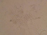 Flammulaster fusisporus image