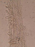 Flammulaster fusisporus image