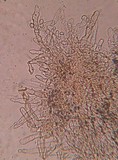 Flammulaster fusisporus image