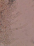 Flammulaster fusisporus image