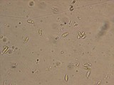 Flammulaster fusisporus image
