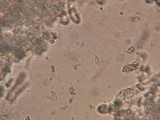 Flammulaster fusisporus image