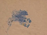 Flammulaster fusisporus image