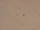 Flammulaster fusisporus image