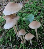 Gymnopus confluens image