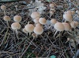 Gymnopus confluens image