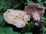 Lactarius subpurpureus image