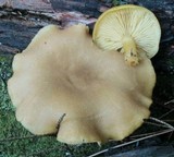 Tricholomopsis sulphureoides image