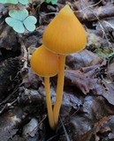 Entoloma quadratum image