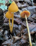 Entoloma quadratum image