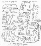 Flammulaster fusisporus image