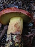 Boletus speciosus image