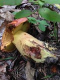 Boletus speciosus image