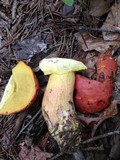 Boletus speciosus image