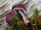 Mycena pura image