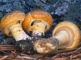 Floccularia albolanaripes image