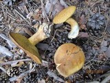 Suillus tomentosus image