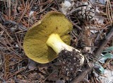 Suillus tomentosus image