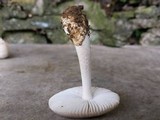 Amanita huijsmanii image