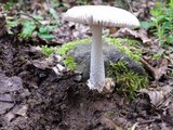 Amanita huijsmanii image