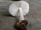 Amanita huijsmanii image