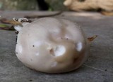 Amanita sect. Vaginatae image